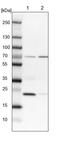 Kelch Domain Containing 10 antibody, PA5-54155, Invitrogen Antibodies, Western Blot image 