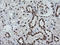 Zinc Finger And SCAN Domain Containing 18 antibody, LS-C787540, Lifespan Biosciences, Immunohistochemistry paraffin image 