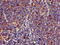 Lymphocyte Expansion Molecule antibody, CSB-PA670268LA01HU, Cusabio, Immunohistochemistry paraffin image 
