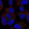 Dermatopontin antibody, HPA065548, Atlas Antibodies, Immunofluorescence image 