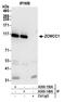 MORC Family CW-Type Zinc Finger 2 antibody, A300-149A, Bethyl Labs, Immunoprecipitation image 