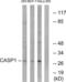 Caspase 1 antibody, LS-C117942, Lifespan Biosciences, Western Blot image 