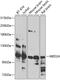 Mediator of RNA polymerase II transcription subunit 24 antibody, GTX55701, GeneTex, Western Blot image 