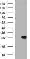 ChaC Glutathione Specific Gamma-Glutamylcyclotransferase 1 antibody, TA507048, Origene, Western Blot image 
