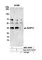 Dual specificity protein phosphatase 12 antibody, NBP2-59096, Novus Biologicals, Western Blot image 