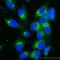 Trans-Golgi Network Protein 2 antibody, LS-C95160, Lifespan Biosciences, Immunofluorescence image 