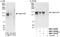 Angiomotin antibody, NBP1-78209, Novus Biologicals, Western Blot image 