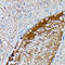 Serum amyloid A-4 protein antibody, 16-598, ProSci, Immunohistochemistry frozen image 