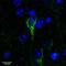 Arylsulfatase A antibody, orb19647, Biorbyt, Western Blot image 
