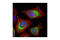Calnexin antibody, 2679S, Cell Signaling Technology, Immunocytochemistry image 