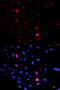 Structural Maintenance Of Chromosomes 1A antibody, MBS125859, MyBioSource, Immunofluorescence image 