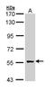 Chorion-specific transcription factor GCMb antibody, LS-C186198, Lifespan Biosciences, Western Blot image 