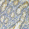 Keratin 20 antibody, LS-C330868, Lifespan Biosciences, Immunohistochemistry frozen image 
