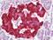 SgII antibody, orb181693, Biorbyt, Immunohistochemistry paraffin image 