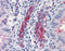 Caspase 9 antibody, ADI-AAM-149-C, Enzo Life Sciences, Immunohistochemistry frozen image 