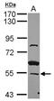 Zinc finger protein 639 antibody, NBP2-15177, Novus Biologicals, Western Blot image 