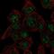 Cytoglobin antibody, NBP1-89701, Novus Biologicals, Immunocytochemistry image 