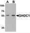GH3 Domain Containing antibody, NBP2-82091, Novus Biologicals, Western Blot image 