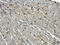 Sex Hormone Binding Globulin antibody, orb247981, Biorbyt, Immunohistochemistry paraffin image 