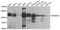 Ankyrin Repeat Domain 52 antibody, orb374089, Biorbyt, Western Blot image 