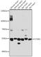 Cyclin-A1 antibody, LS-C749535, Lifespan Biosciences, Western Blot image 