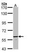 Formimidoyltransferase-cyclodeaminase antibody, LS-C186118, Lifespan Biosciences, Western Blot image 