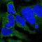Cytoplasmic dynein 1 intermediate chain 2 antibody, NBP2-38469, Novus Biologicals, Immunofluorescence image 