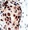 Histone Deacetylase 9 antibody, AP11139PU-N, Origene, Immunohistochemistry frozen image 
