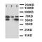 DEAD-Box Helicase 4 antibody, orb97089, Biorbyt, Western Blot image 
