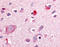 Nuclear receptor ROR-beta antibody, TA317258, Origene, Immunohistochemistry paraffin image 