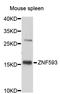 Zinc Finger Protein 593 antibody, abx127088, Abbexa, Western Blot image 