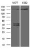 Ubiquitin Specific Peptidase 40 antibody, LS-C799057, Lifespan Biosciences, Western Blot image 