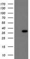 Carbonyl Reductase 3 antibody, CF503225, Origene, Western Blot image 