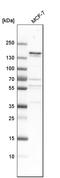 BRCA1 Interacting Protein C-Terminal Helicase 1 antibody, HPA005474, Atlas Antibodies, Western Blot image 