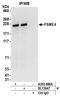 Proteasome Activator Subunit 4 antibody, A303-880A, Bethyl Labs, Immunoprecipitation image 