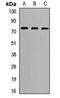 Leucine Rich Repeat Containing 4 antibody, orb411728, Biorbyt, Western Blot image 