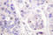 Cell division cycle protein 16 homolog antibody, LS-C176495, Lifespan Biosciences, Immunohistochemistry frozen image 