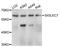 Sialic Acid Binding Ig Like Lectin 7 antibody, A11813, ABclonal Technology, Western Blot image 