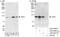 TATA-Box Binding Protein Associated Factor 5 antibody, A303-686A, Bethyl Labs, Western Blot image 