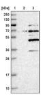 SERTA Domain Containing 4 antibody, NBP1-84217, Novus Biologicals, Western Blot image 
