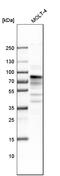 Male-specific lethal 2 homolog antibody, HPA003413, Atlas Antibodies, Western Blot image 