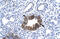 MAX Interactor 1, Dimerization Protein antibody, ARP31403_P050, Aviva Systems Biology, Immunohistochemistry frozen image 