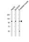 Leucine Rich Repeat Containing G Protein-Coupled Receptor 5 antibody, MBS9207067, MyBioSource, Western Blot image 