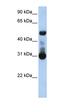 Cytochrome P450 Family 46 Subfamily A Member 1 antibody, orb330329, Biorbyt, Western Blot image 