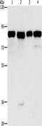 Mitotic Arrest Deficient 1 Like 1 antibody, CSB-PA133797, Cusabio, Western Blot image 