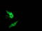 Metabolism Of Cobalamin Associated B antibody, LS-C172505, Lifespan Biosciences, Immunofluorescence image 