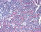 Ribosomal Protein S17 antibody, 51-505, ProSci, Immunohistochemistry paraffin image 
