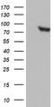 Dan antibody, LS-C336647, Lifespan Biosciences, Western Blot image 