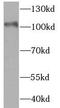 Hexokinase-1 antibody, FNab03847, FineTest, Western Blot image 