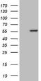Cysteine desulfurase, mitochondrial antibody, LS-C339610, Lifespan Biosciences, Western Blot image 